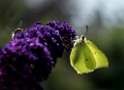 4711 Tiere Schmetterling Biene_KA70676-1 Kopie